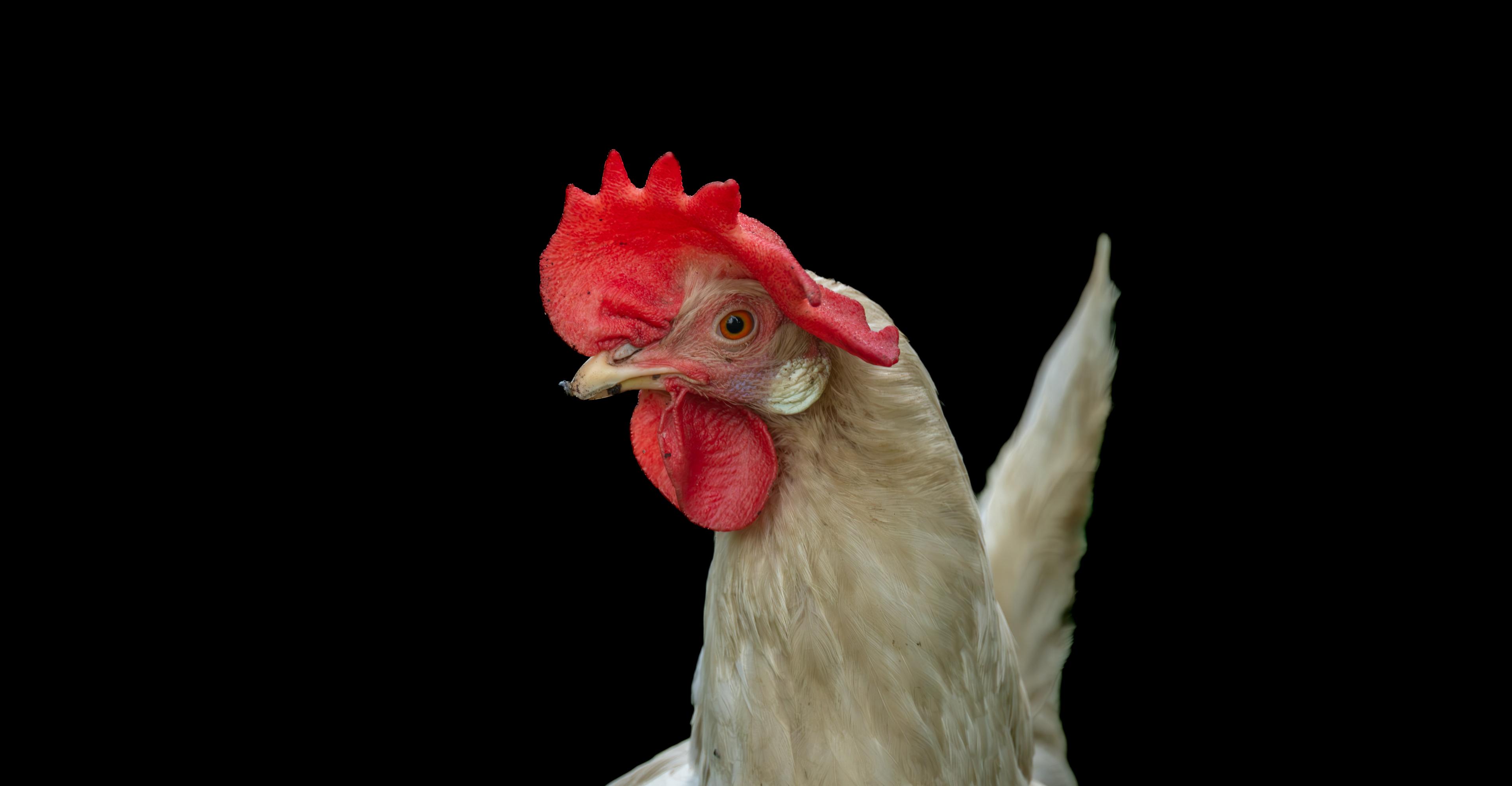 We may never get bird flu — or egg prices — under control