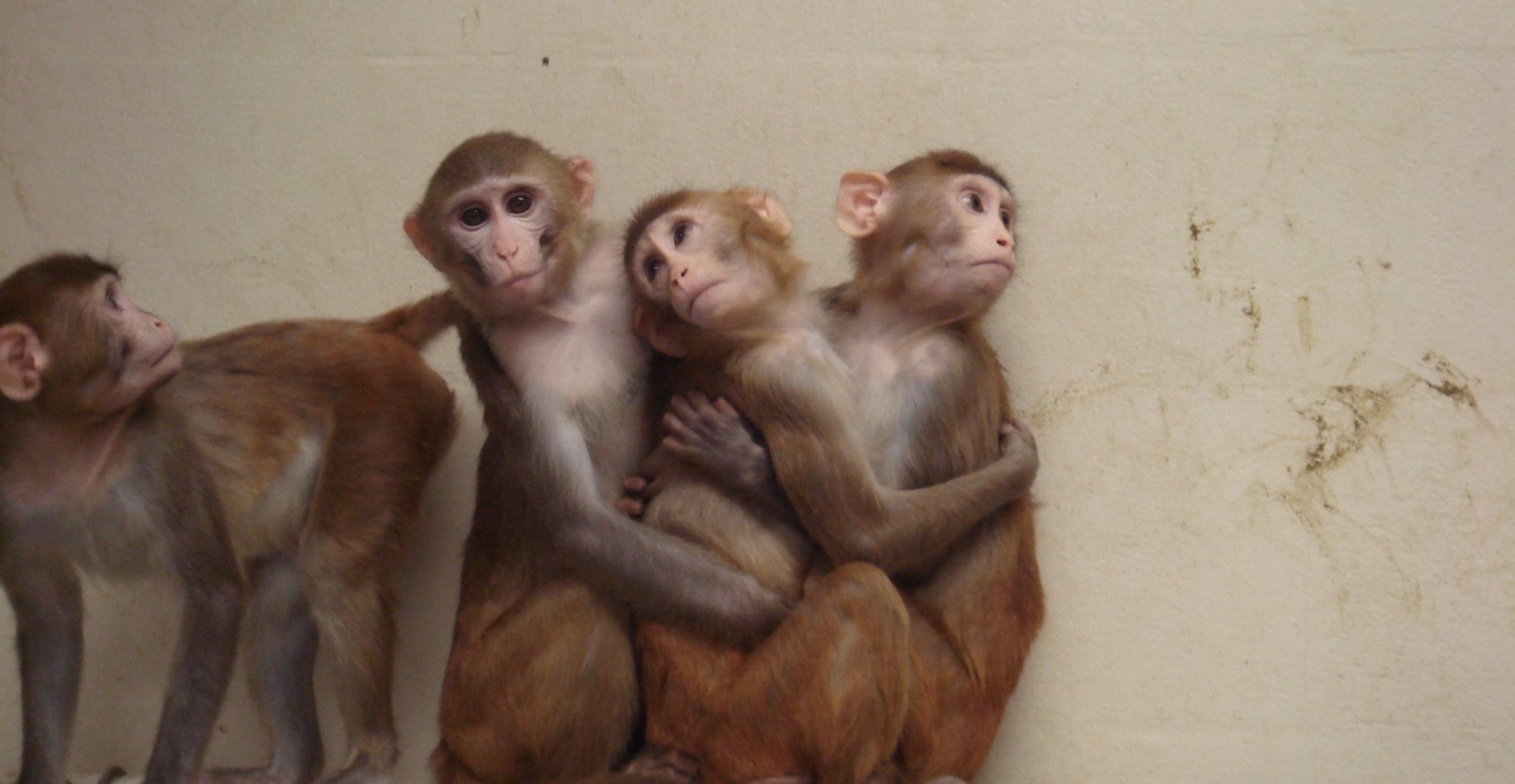 Could lab monkeys soon become a thing of the past?