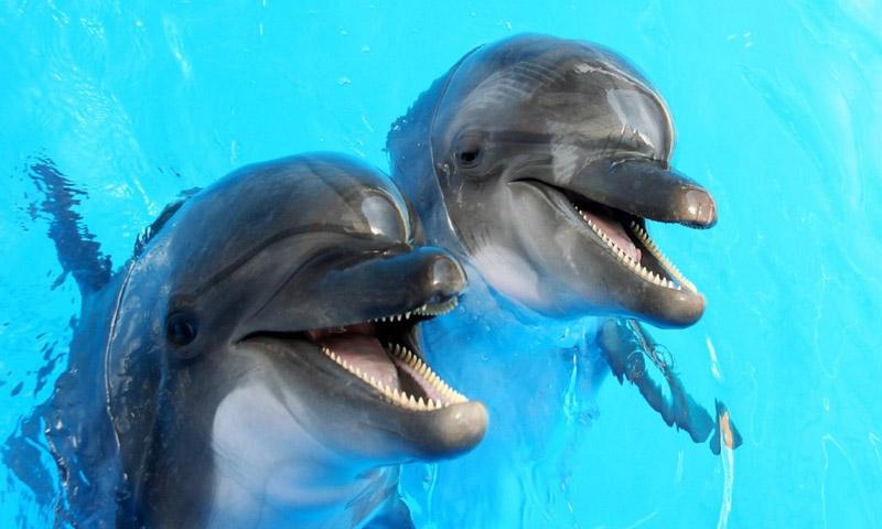 لاہور: سوزو واٹر پارک میں 4 نایاب ڈولفنز ہلاک