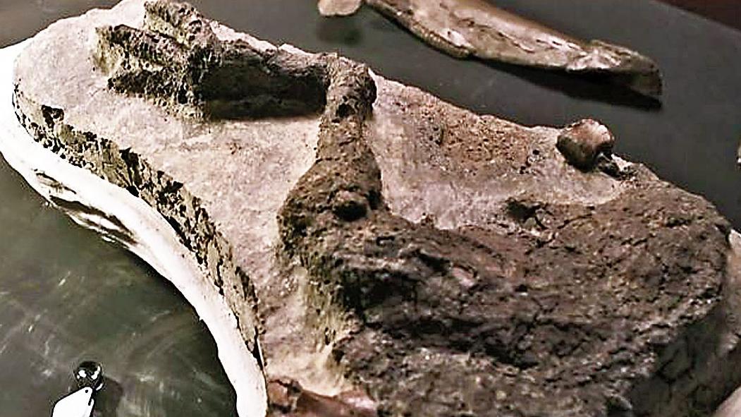 Fossil of dinosaur ‘killed on day of asteroid strike’ discovered