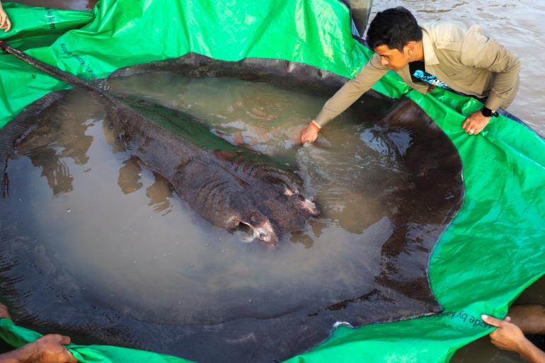 World’s largest freshwater fish caught in Cambodia