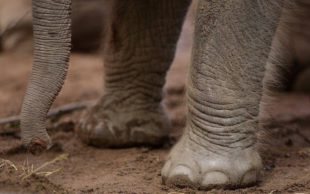 Elephant tramples tourist to death in front of his son