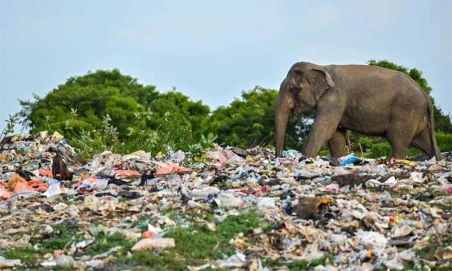 پلاسٹک کھانے سے 20 ہاتھیوں کی ہلاکت ہوگئی