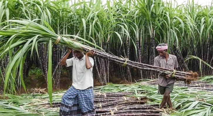 کسانوں کے لیے اچھی خبر، گنےکی قیمت میں اضافہ