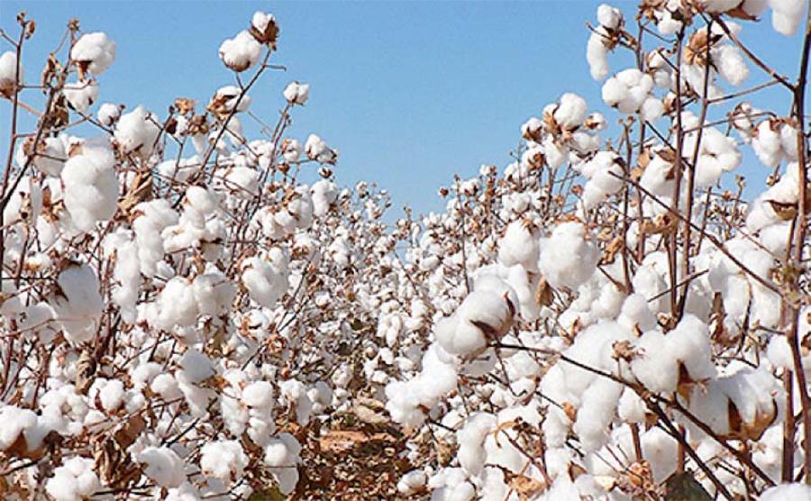 رواں سال پنجاب میں روئی کی90لاکھ گانٹھیں پیداہونے کا امکان ہے،کاٹن پروڈیوسرزاینڈجننگ فیکٹریز ایسوسی ایشن
