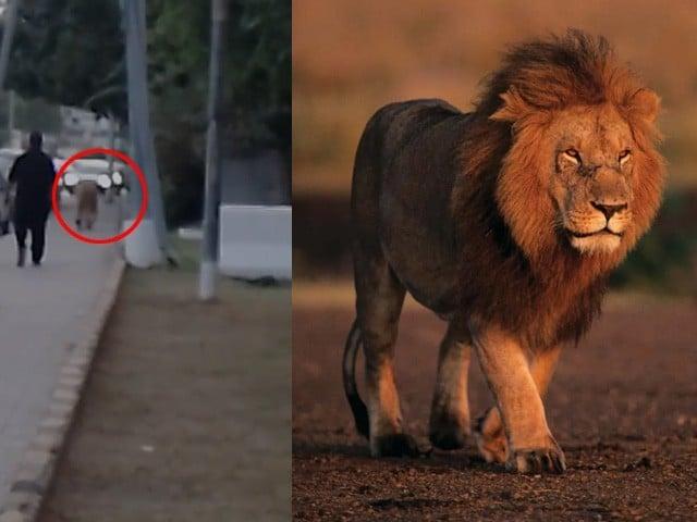 شاہراہ فیصل پر شیر کا راج، شہریوں میں خوف وہراس پھیل گیا ،پولیس کی دوڑیں لگ گئیں