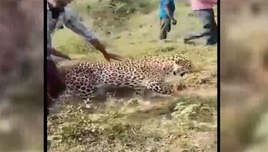 بھارت میں بھوکا تیندوا شراب کے نشے میں مدہوش