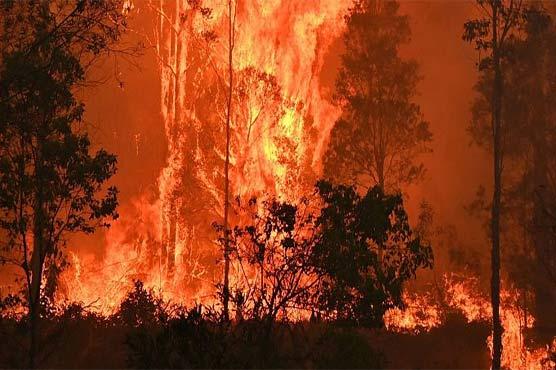 آسٹریلوی ریاست کوئینز لینڈ کے جنگلات میں70 مختلف مقامات پر آتشزدگی