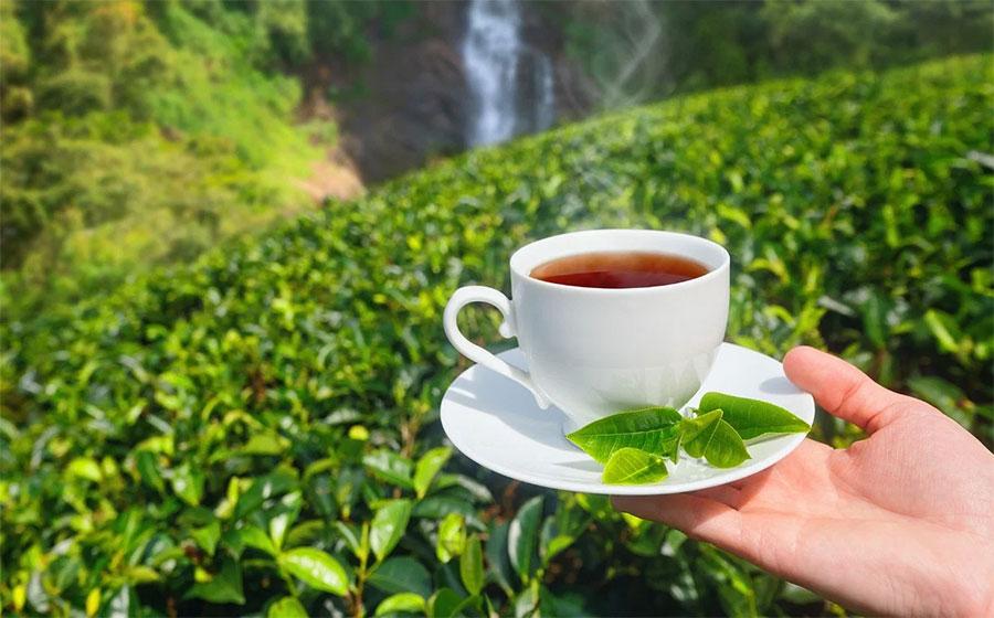 چائے کی درآمدات میں پہلی سہ ماہی کے دوران سالانہ بنیادوں پر32.30 فیصد اضافہ