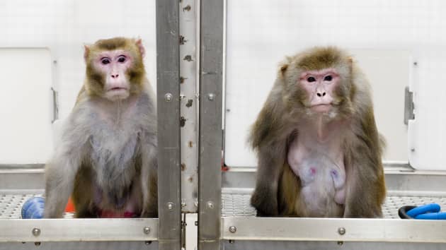 Monkey implanted with 'Neuralink Chip' can now play video games