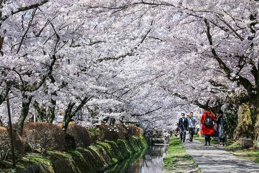 Japan's cherry blossom season sees ‘earliest peak’ since 812