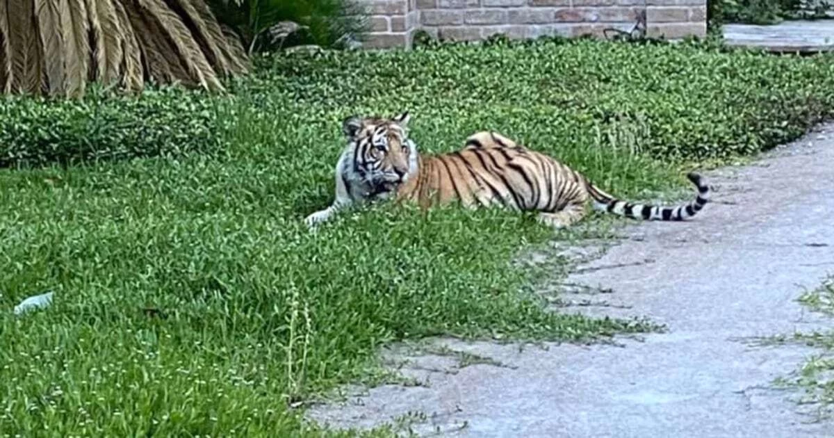 Police found Bengal Tiger after missing for nearly week