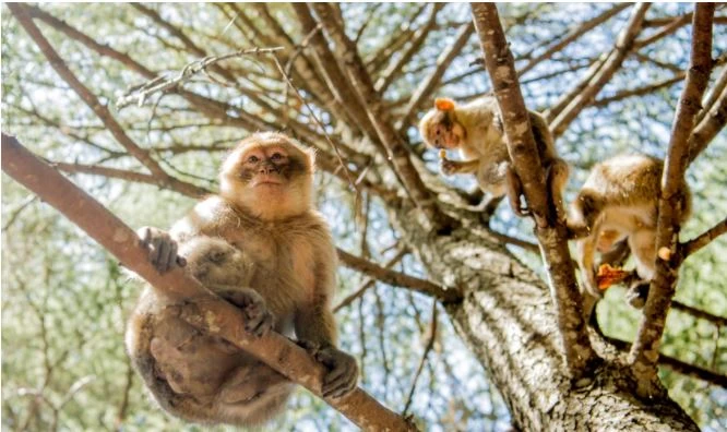 2 dozen monkeys escape wildlife park