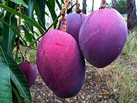 World’s most expensive mangoes are purple in colour