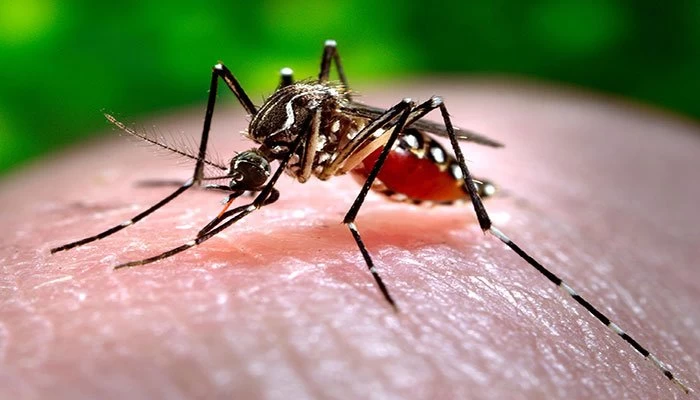 After Covid, Dengue cases on the rise in Punjab