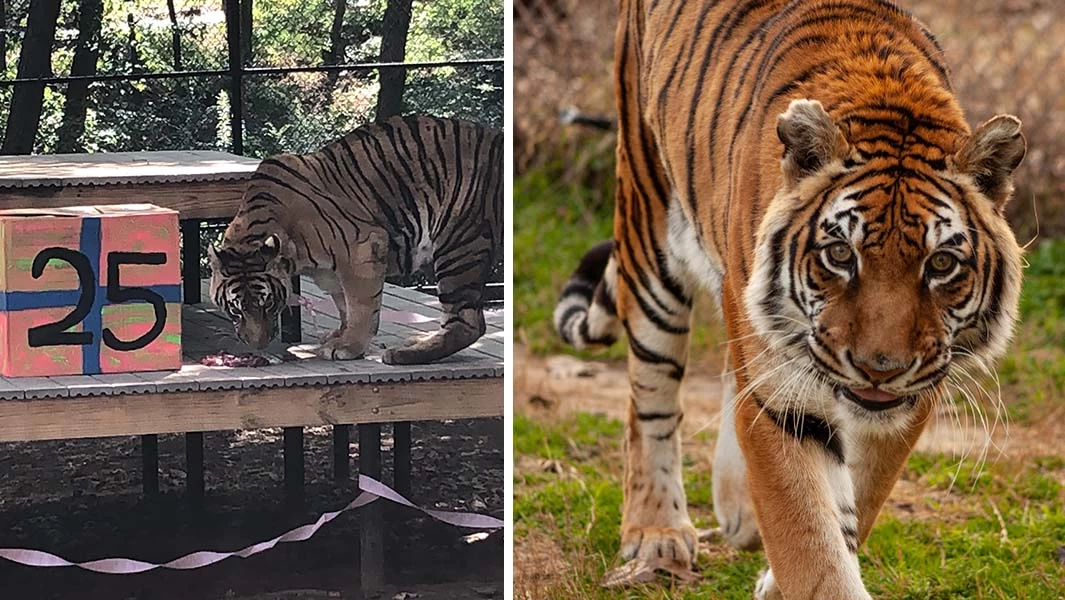 Bengali tiger confirmed as world’s oldest in captivity