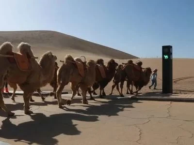 China installs traffic signals in deserts for camels