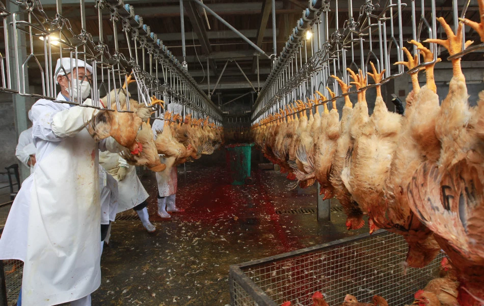 France bans halal slaughtering of chicken