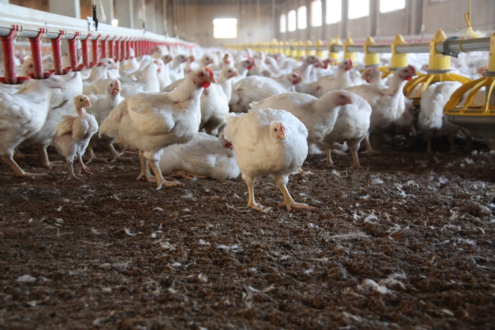 False myths about chicken meat