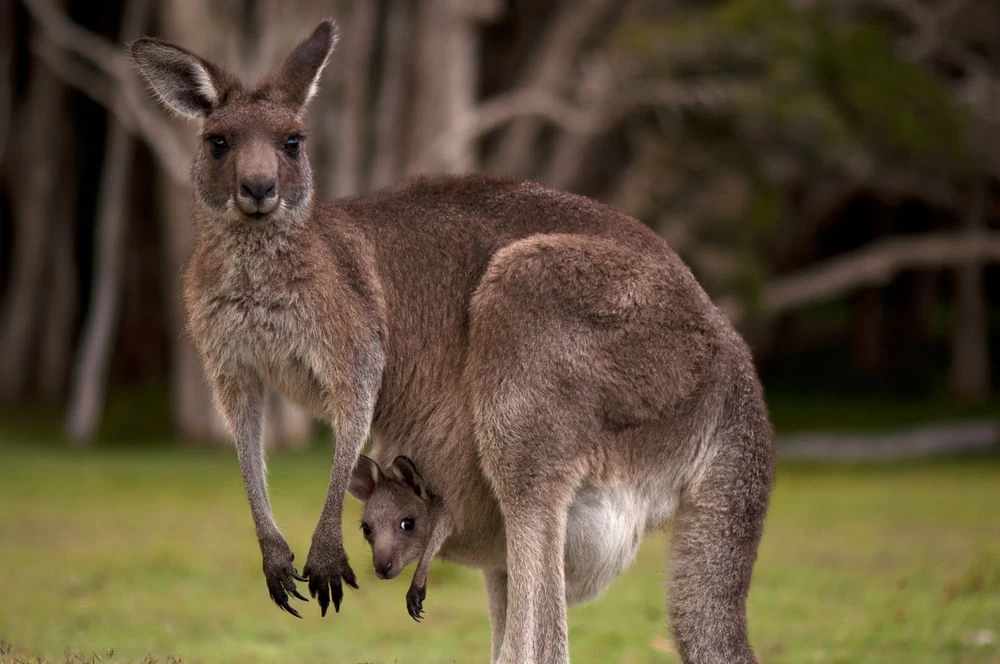 Female kangaroo dies in Lahore zoo