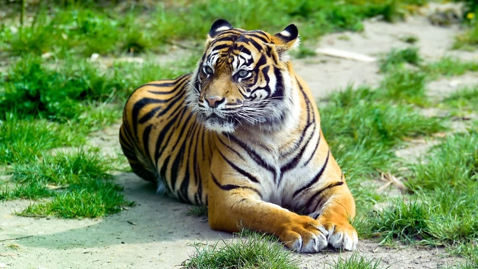 Tiger found roaming in Houston’s street