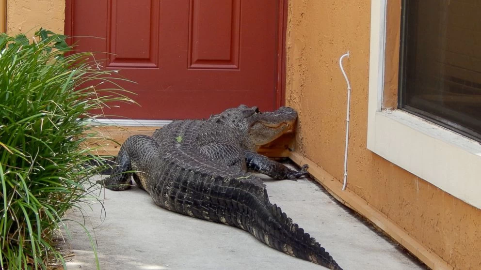 Terrifying nine-foot long crocodile spotted at doorstep