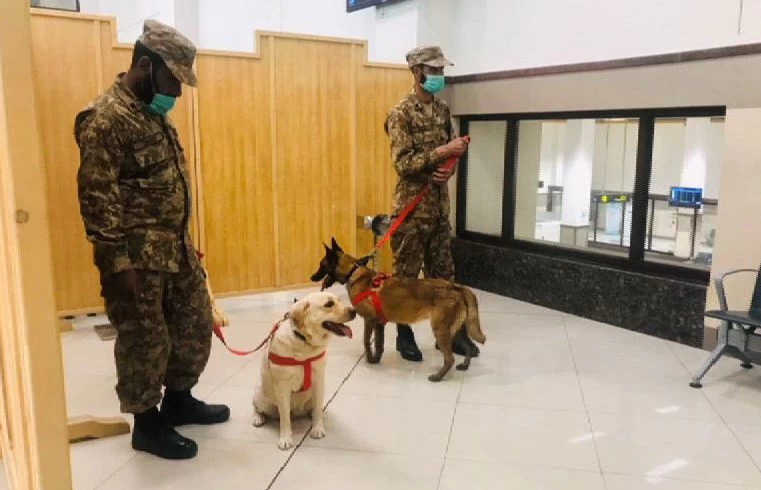 Sniffer dogs detect 24 Covid-19 patients at Peshawar airport