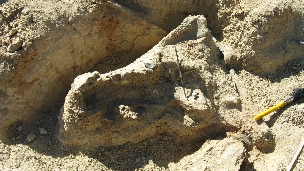 Eight-million-year-old crocodile skull identified as part of new extinct species