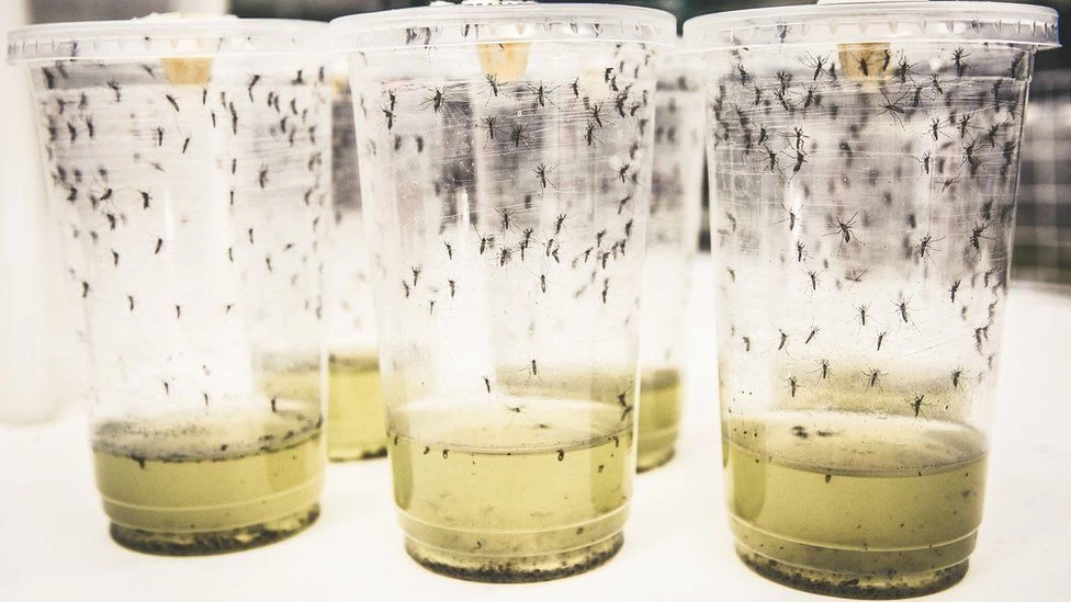 Dengue fever cases cut by 77% in a ‘groundbreaking trial’