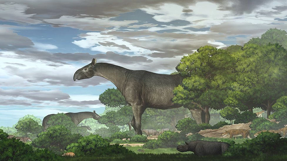 Scientists discover new species of ancient giant rhino ‘taller than giraffe’