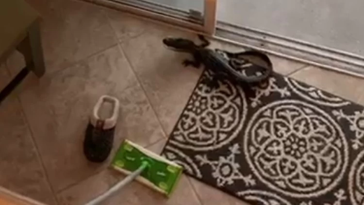 Hissing gator invades Florida woman's home; ushered out via ‘Swiffer mop’