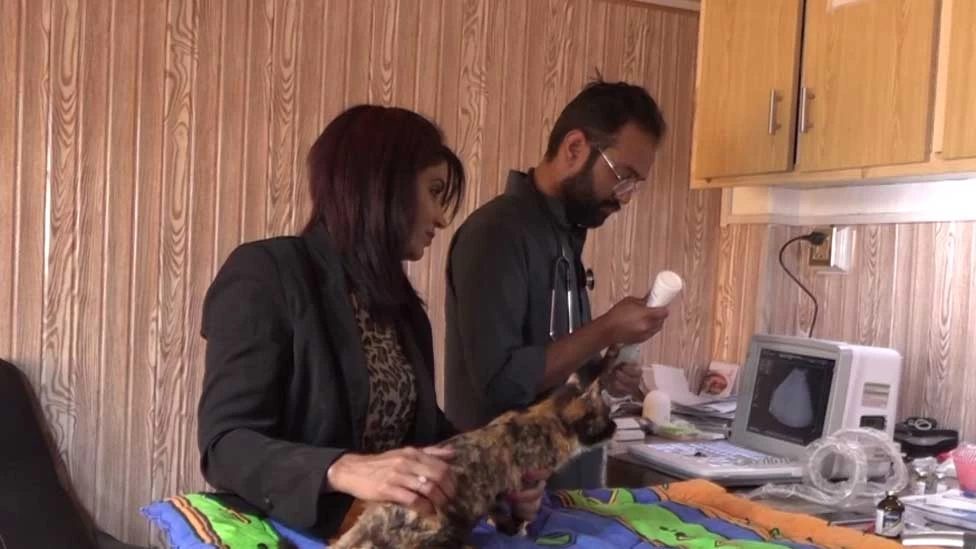 Woman establishes medical facility to help injured, stray animals in Faisalabad