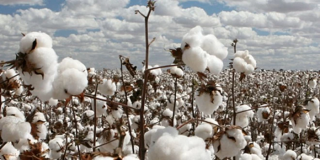 Pakistan cotton production at lowest level in three decades