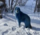 Blue stray dogs spotted in Russia