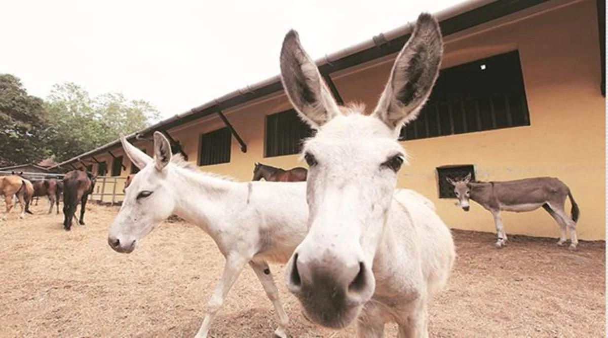 Donkey population rises in Pakistan, Economic Survey reveals