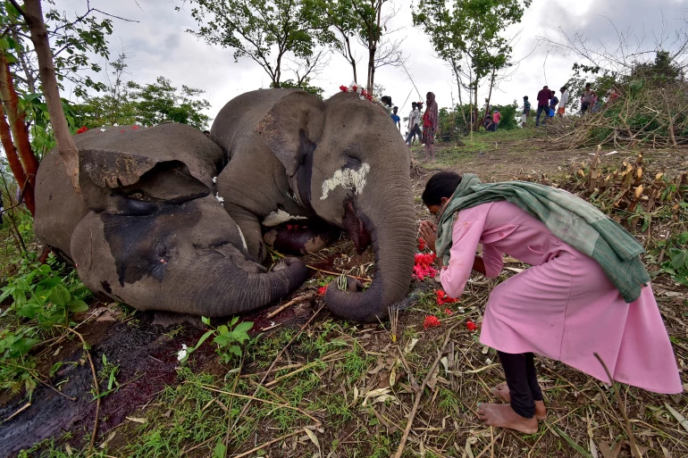 Lightening strike kills 18 elephants in India