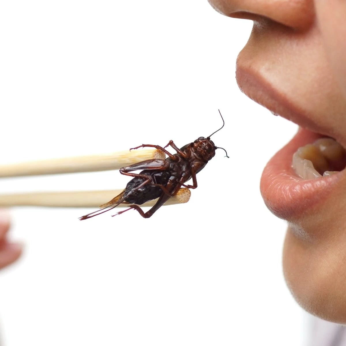 Could eating insects save the world?
