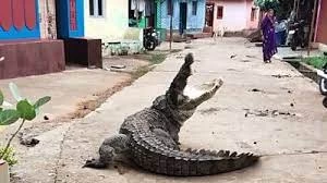 Strolling crocodile sparks panic in Indian village