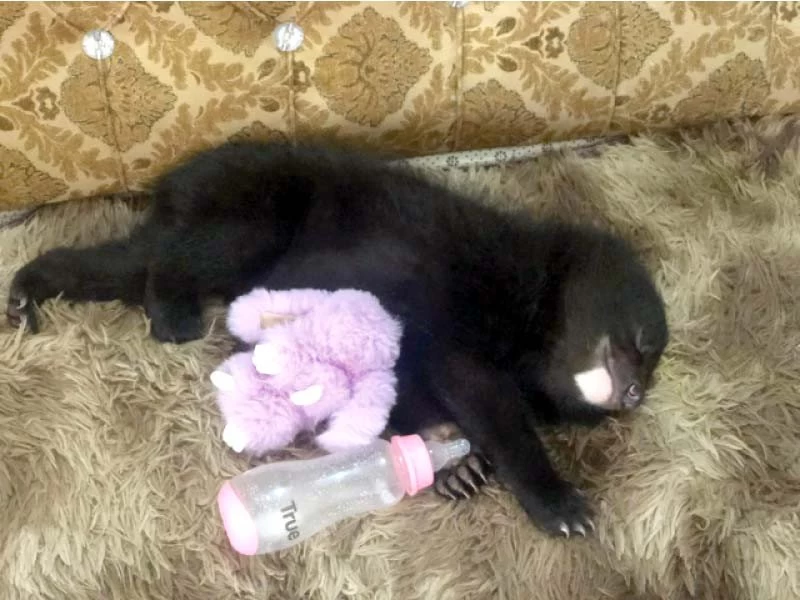 TikTok-famed bear cub taken into custody