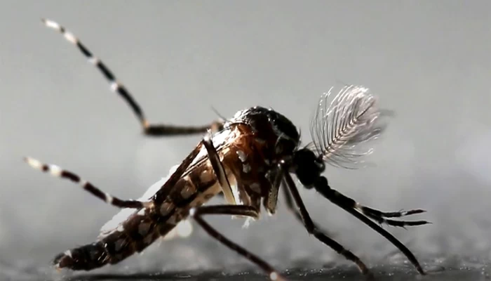 Florida releases genetically modified mosquitoes intended to reduce spread of deadly diseases