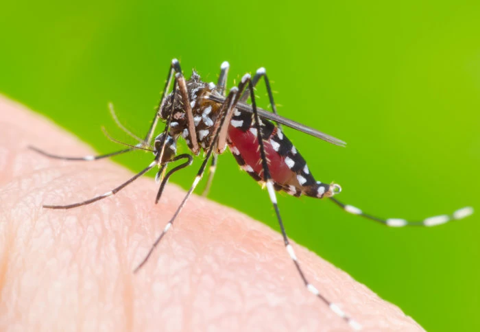 Rawalpindi reports first dengue case of 2021