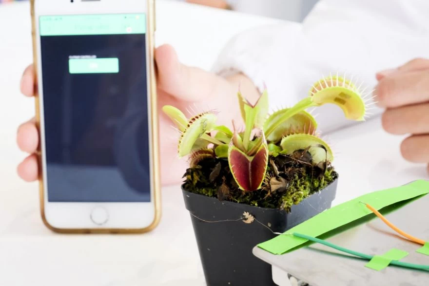 Rise of the 'Robo-plants', as scientists fuse nature with tech