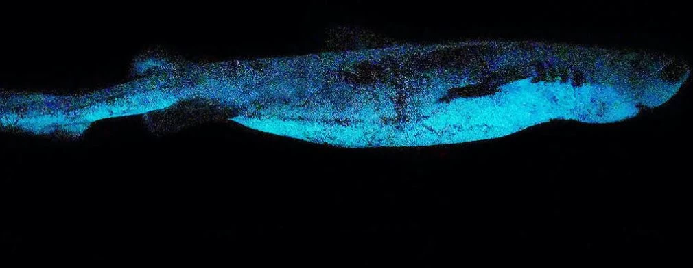 Three new glow in the dark shark species discovered