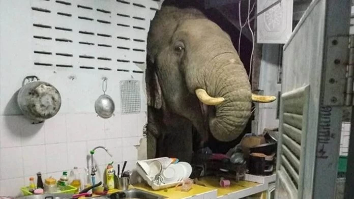 In search of food: Hungry Elephant smashes through kitchen wall at night