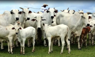 پاکستان ایس آئی ایف سی کے تحت برازیل سے اعلیٰ نسل کے مویشی درآمدکرے گا