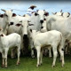 پاکستان ایس آئی ایف سی کے تحت برازیل سے اعلیٰ نسل کے مویشی درآمدکرے گا