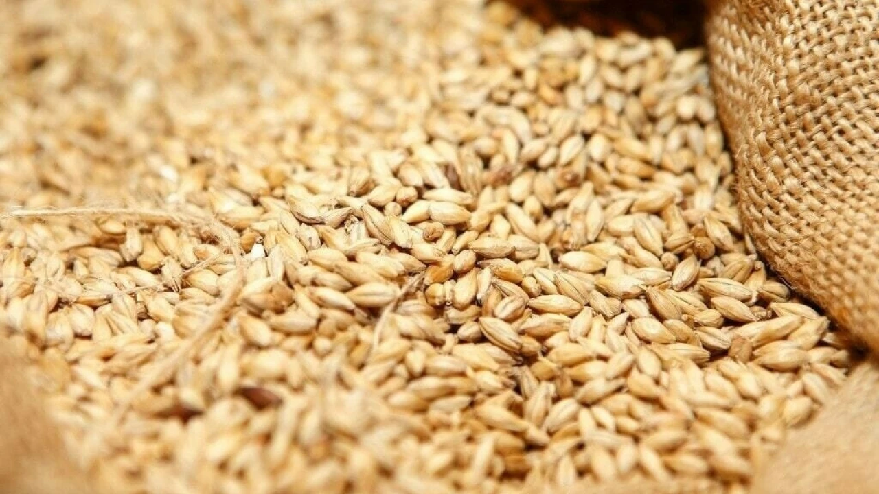 ECC Okays wheat procurement plan for ongoing year 2024