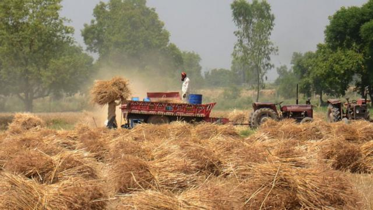 ماہرین زراعت کی کاشتکاروں کو گندم کی کٹائی کے دوران تھریشر کی رفتار بارے خصوصی ہدایات