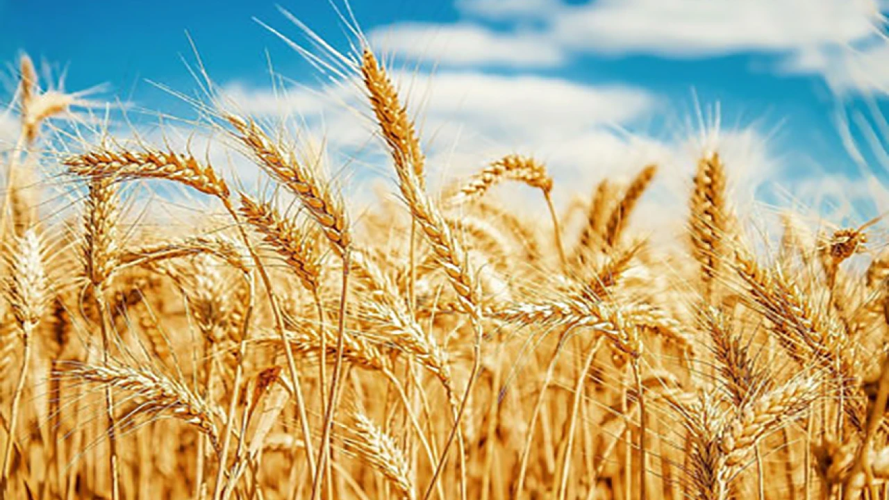 Food department to start wheat procurement from Saturday