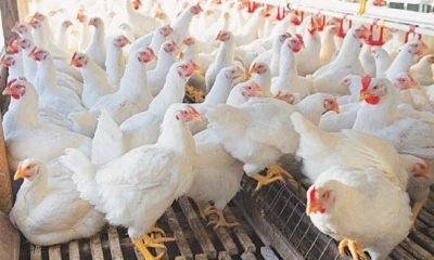 Punjab Poultry Traders Association calls for complete shutdown strike